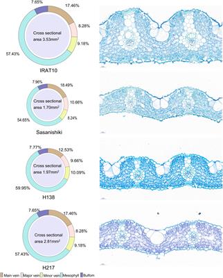 Higher CO2 Assimilation in Selected Rice Recombinant Inbred Lines Is Driven by Higher CO2 Diffusion and Light Use Efficiency Related to Leaf Anatomy and Mesophyll Cell Density